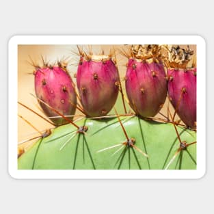 Prickly Pears Sticker